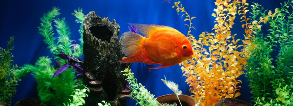 Expert Tips for Moving a Fish Tank Safely in Perth