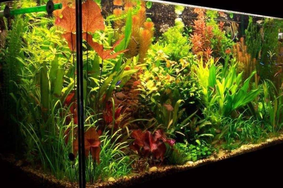 The Ultimate Guide to Moving a Fish Tank