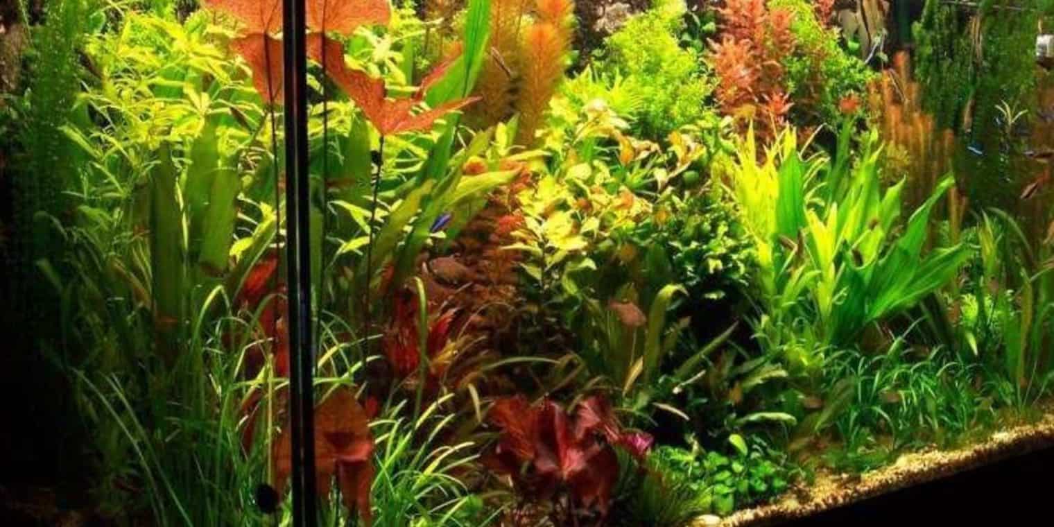 The Ultimate Guide to Moving a Fish Tank